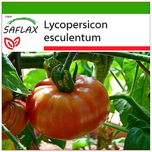 SAFLAX - Tomate - Brandywine - 10 semillas - Con sustrato estéril para cultivo - Lycopersicon esculentum